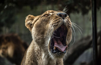 पहले बन्दर, फिर गुलदार और अब भालू पहुंचा गांव